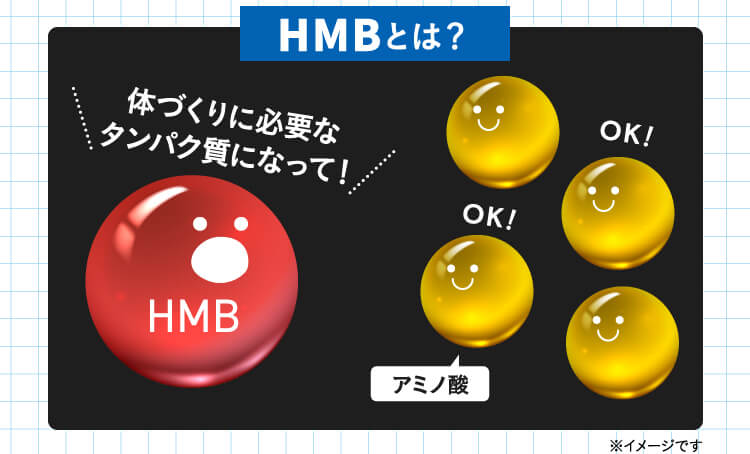 HMBとは？HMB 体づくりに必要なタンパク質になって！OK！OK！アミノ酸 ※イメージです