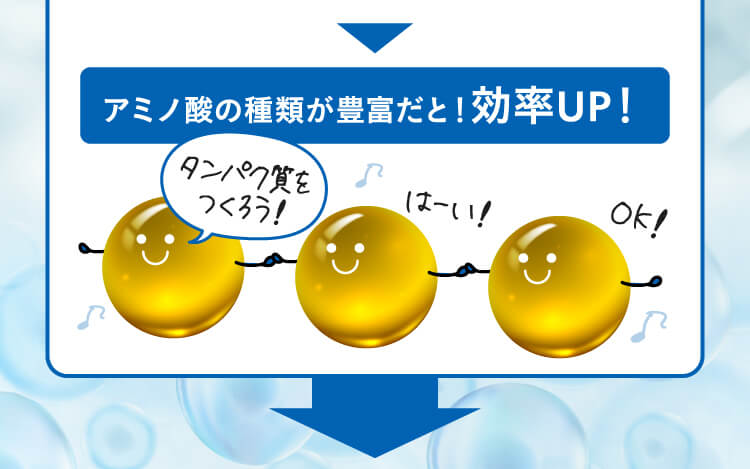 アミノ酸の種類が豊富だと！効率UP！タンパク質をつくろう！はーい！OK！